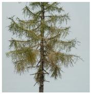 pinetreecloseupfibrescloured_zps8d626f5e.png~original.jpg